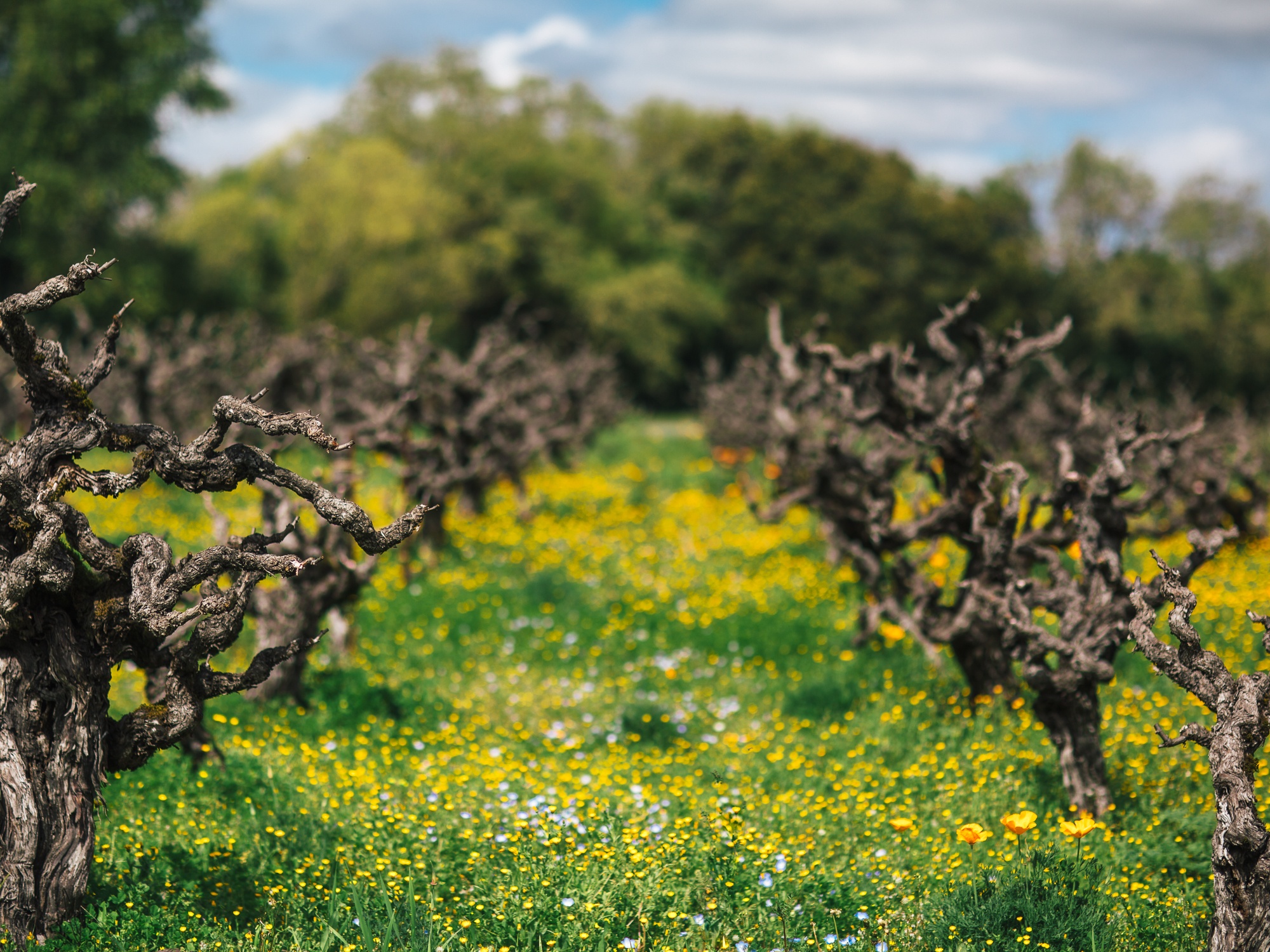 5 Reasons You Should Visit Sonoma in the Winter