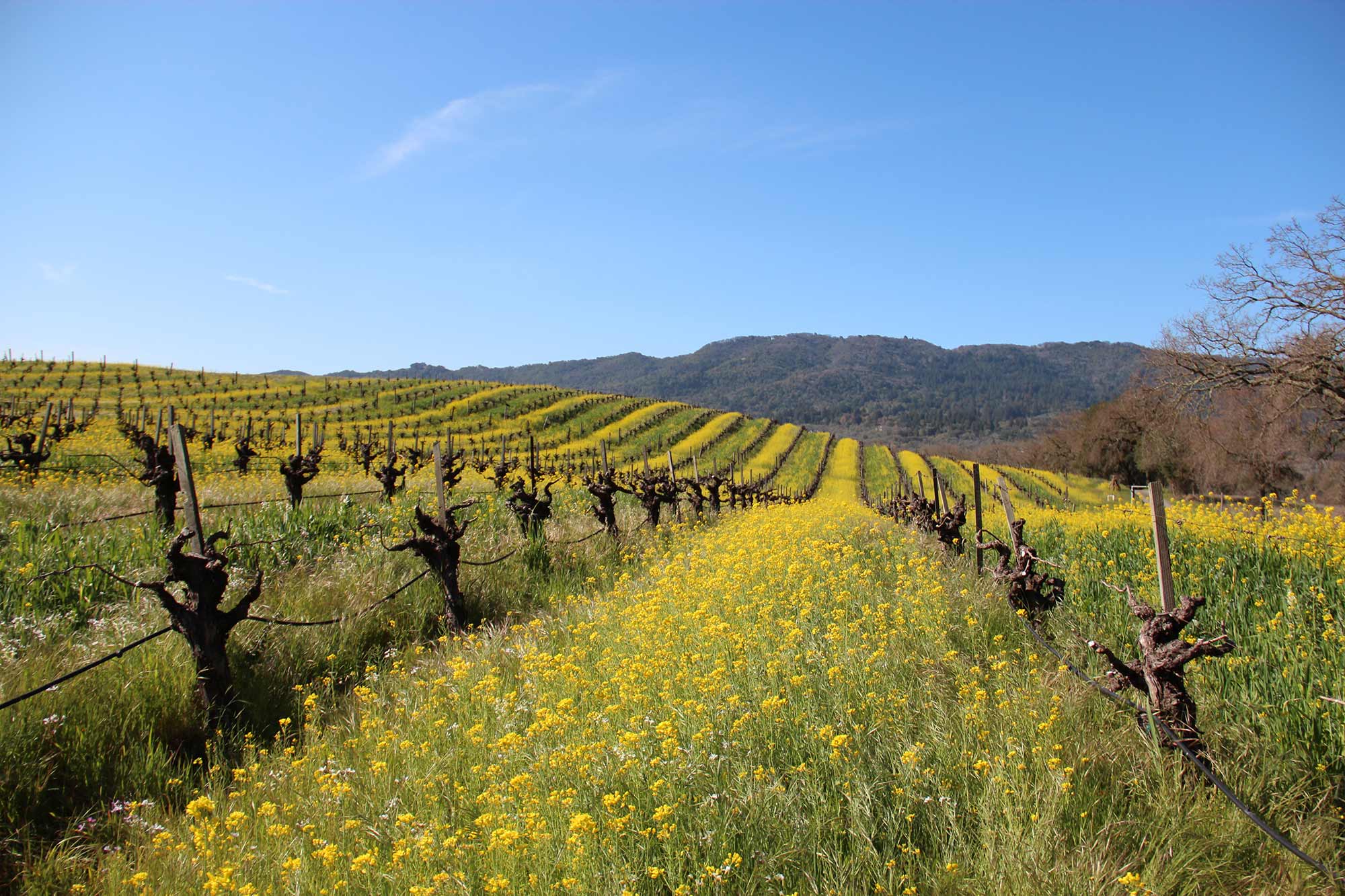 Winter Events in Sonoma