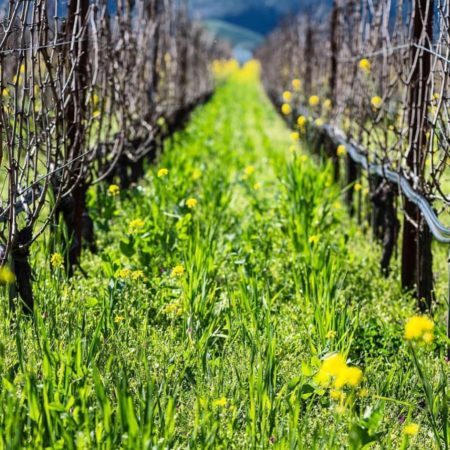 Winter in wine country