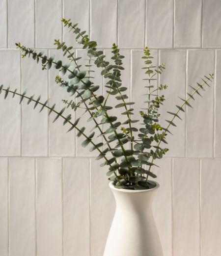 Eucalyptus in vase