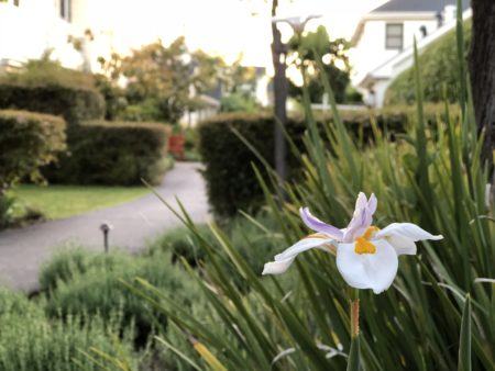 Flower among greenery