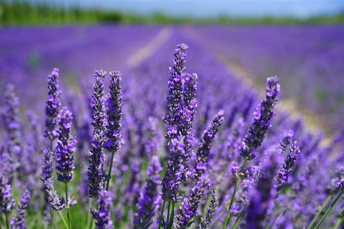 Endless fields of lavender