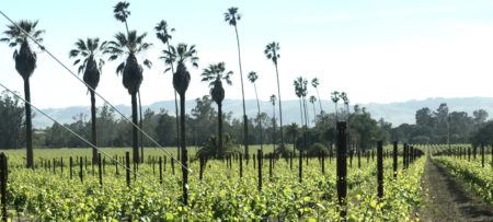 Statuesque palms dotting the vineyard landscape
