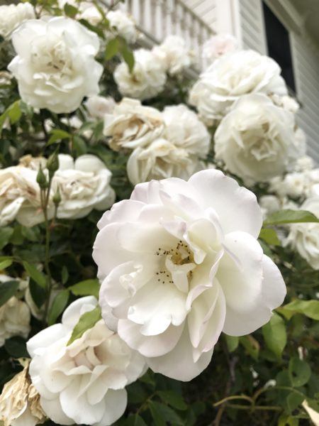 Fragrant roses within the six-acre garden property