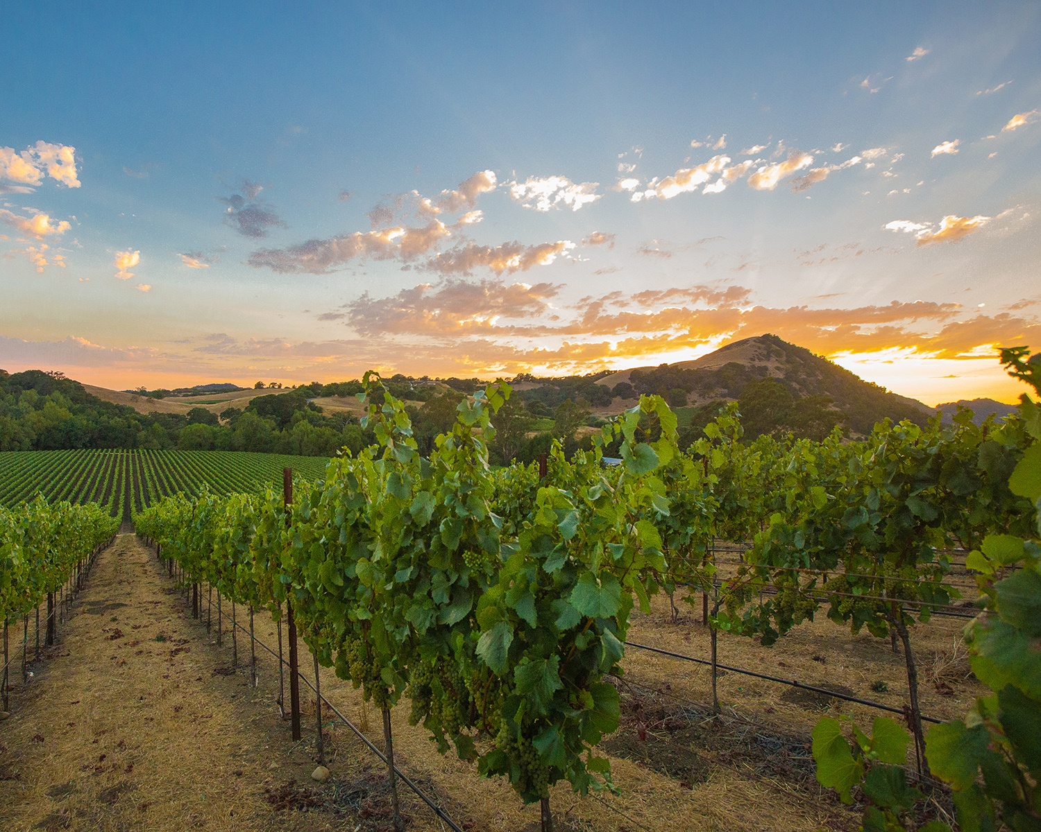 Behind The Cellar Door
