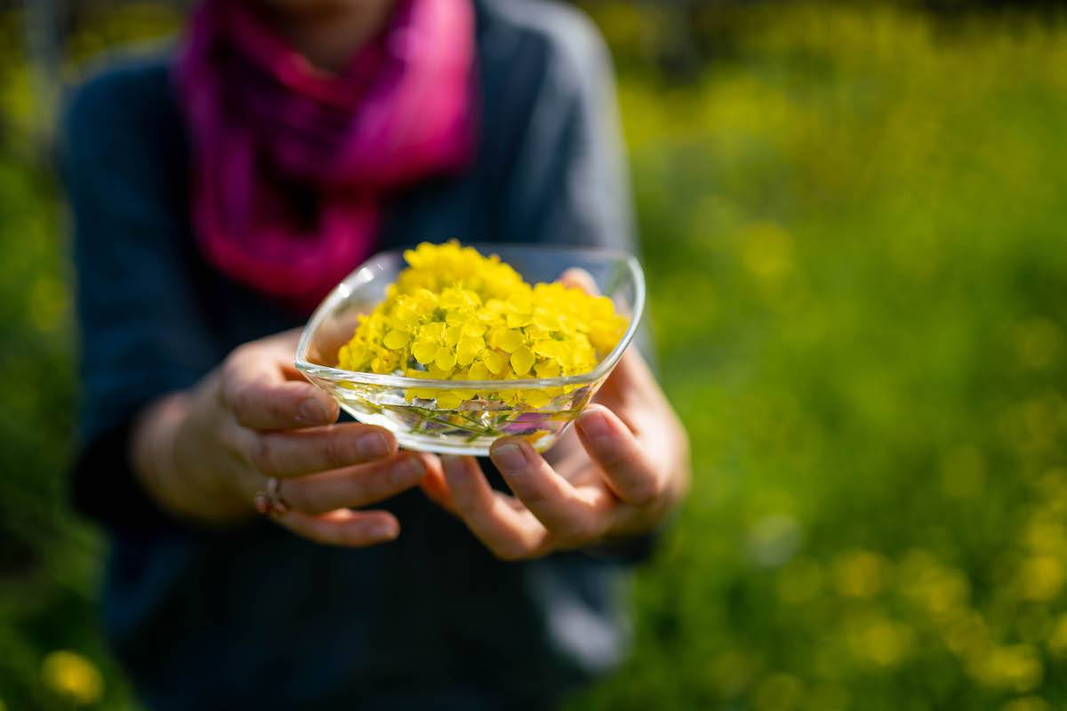 Mustard Season in Sonoma: Mustard Flowers