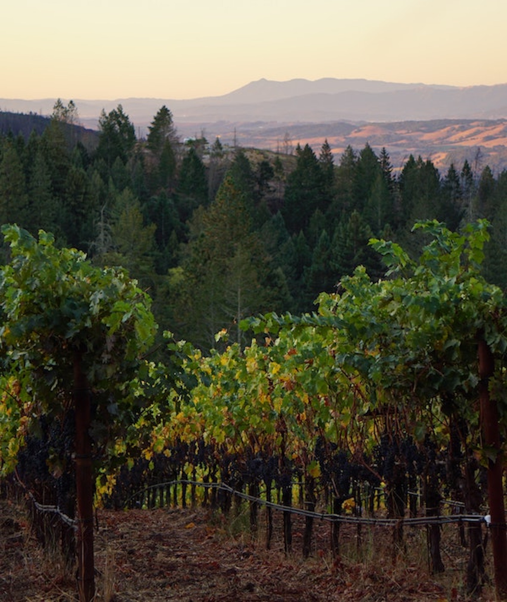 Autumn in Sonoma