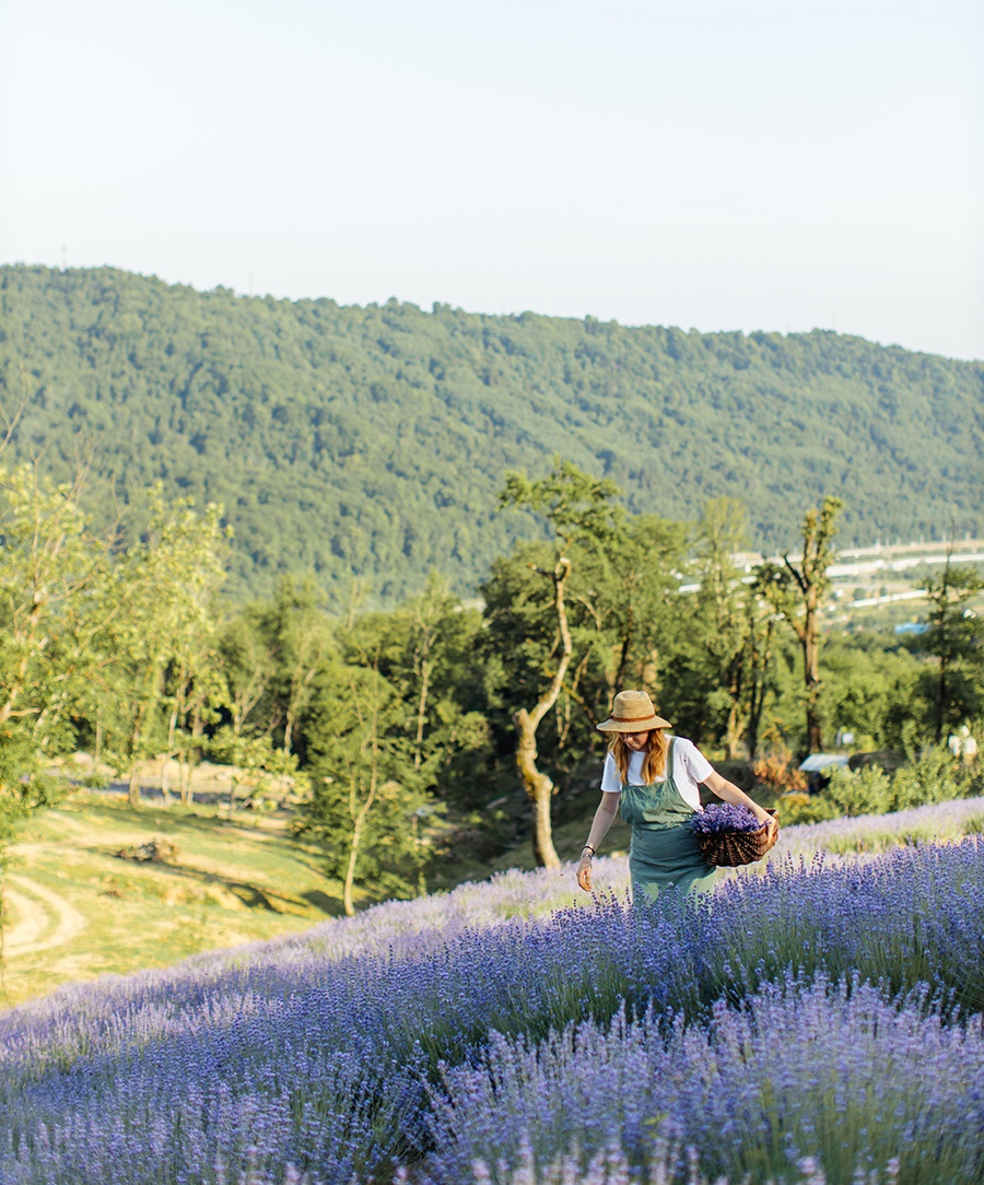 Lavender Month In Sonoma