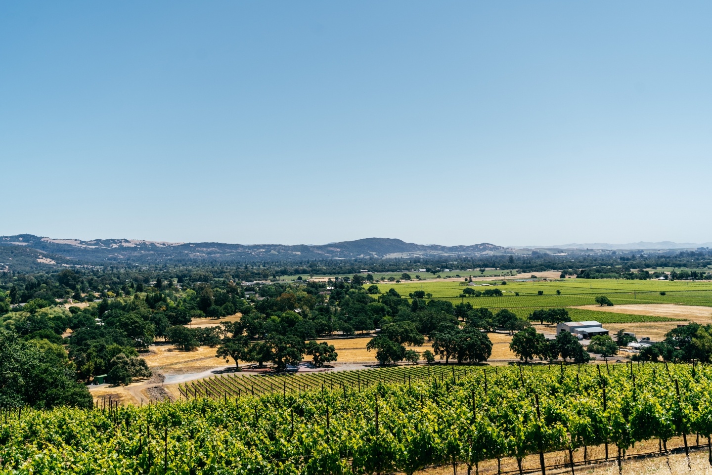 View from Durell Vineyard in Sonoma