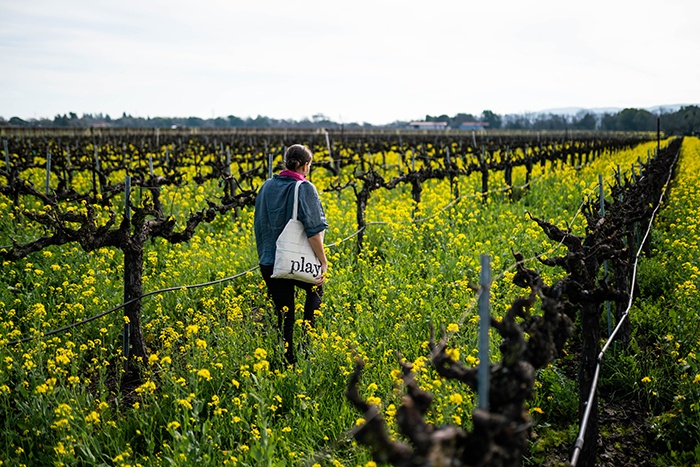 Sonoma’s Winter Landscape:<br>Vibrant Mustard Season