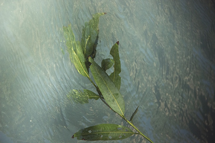 Sēfari Bath Immersion:<br> Held by Water, Guided by Sound